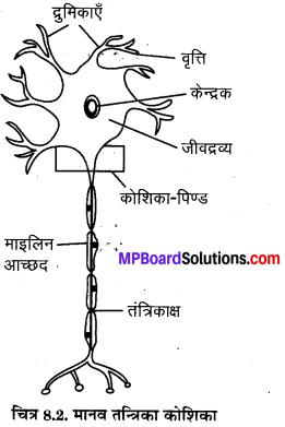 MP Board Class 8th Science Solutions Chapter 8 कोशिका – संरचना एवं ...