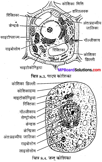 MP Board Class 8th Science Solutions Chapter 8 कोशिका – संरचना एवं ...