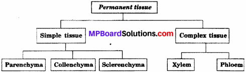 MP Board Class 9th Science Solutions Chapter 6 Tissues 6