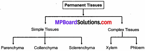 MP Board Class 9th Science Solutions Chapter 6 Tissues 7