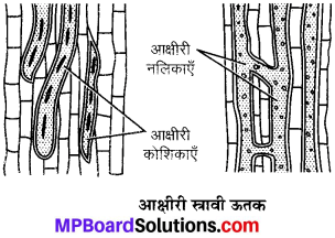 MP Board Class 9th Science Solutions Chapter 6 ऊतक image 16