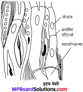 MP Board Class 9th Science Solutions Chapter 6 ऊतक image 20