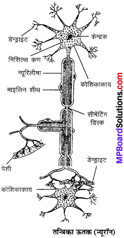 MP Board Class 9th Science Solutions Chapter 6 ऊतक image 26
