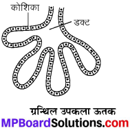 MP Board Class 9th Science Solutions Chapter 6 ऊतक image 31