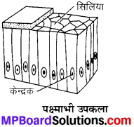MP Board Class 9th Science Solutions Chapter 6 ऊतक image 32