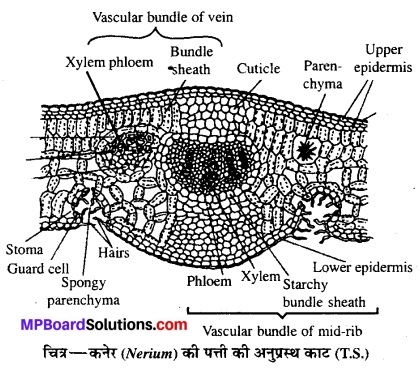 MP Board Class 12th Biology Solutions Chapter 13 जीव और समष्टियाँ 13