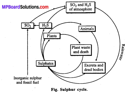 MP Board Class 12th Biology Solutions Chapter 14 Ecosystem 15