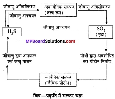 MP Board Class 12th Biology Solutions Chapter 14 पारितंत्र 13