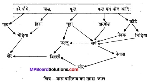 MP Board Class 12th Biology Solutions Chapter 14 पारितंत्र 14