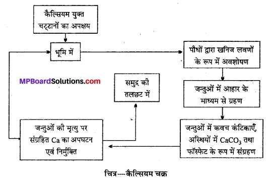 MP Board Class 12th Biology Solutions Chapter 14 पारितंत्र 15