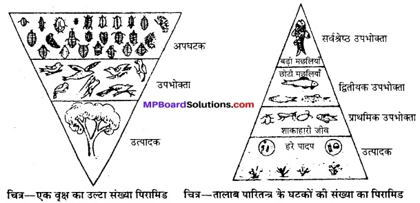 MP Board Class 12th Biology Solutions Chapter 14 पारितंत्र 16