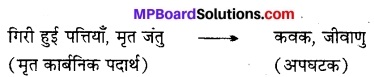 MP Board Class 12th Biology Solutions Chapter 14 पारितंत्र 2