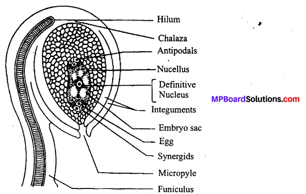 MP Board Class 12th Biology Solutions Chapter 2 Sexual Reproduction in Flowering Plants 1
