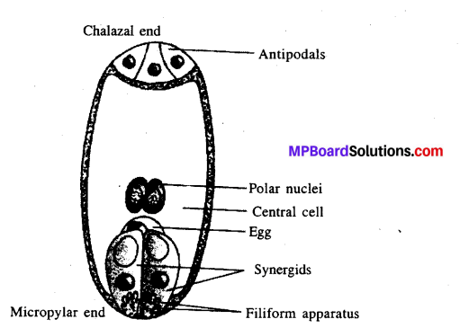 MP Board Class 12th Biology Solutions Chapter 2 Sexual Reproduction in Flowering Plants 2