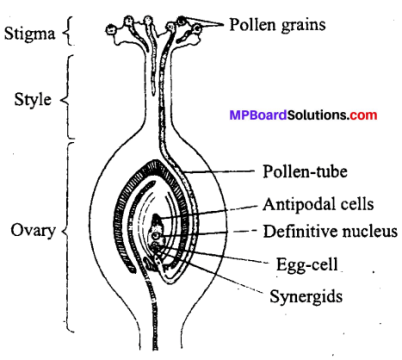 MP Board Class 12th Biology Solutions Chapter 2 Sexual Reproduction in Flowering Plants 5