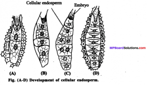 MP Board Class 12th Biology Solutions Chapter 2 Sexual Reproduction in ...