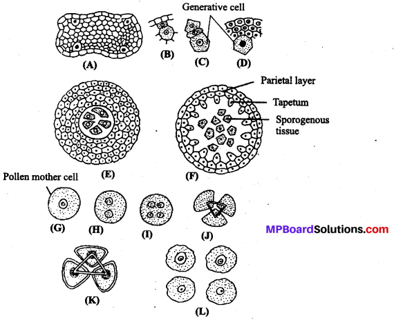 MP Board Class 12th Biology Solutions Chapter 2 Sexual Reproduction in Flowering Plants 8