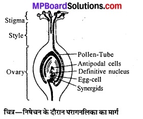 MP Board Class 12th Biology Solutions Chapter 2 पुष्पी पादपों में लैंगिक प्रजनन 10