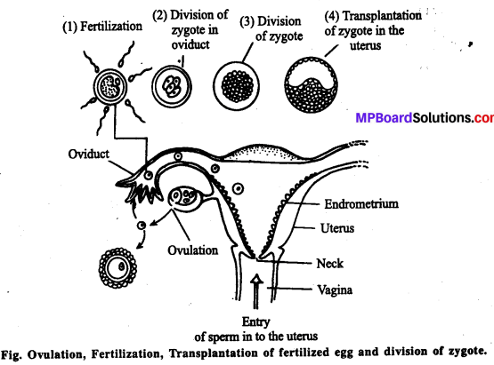 MP Board Class 12th Biology Solutions Chapter 3 Human Reproduction 13