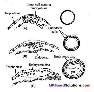 MP Board Class 12th Biology Solutions Chapter 3 Human Reproduction 15