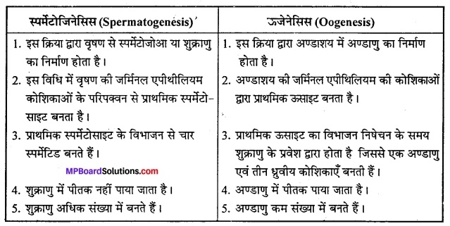 MP Board Class 12th Biology Solutions Chapter 3 मानव जनन 10