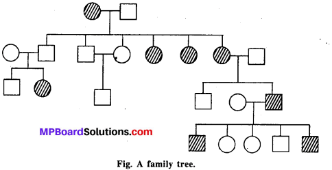 MP Board Class 12th Biology Solutions Chapter 5 Principles of Inheritance and Variation 10