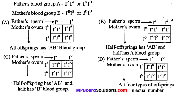 MP Board Class 12th Biology Solutions Chapter 5 Principles of Inheritance and Variation 12