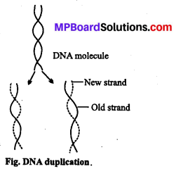 MP Board Class 12th Biology Solutions Chapter 6 Molecular Basis of Inheritance 14