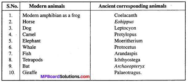 MP Board Class 12th Biology Solutions Chapter 7 Evolution 1