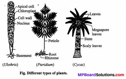 MP Board Class 12th Biology Solutions Chapter 7 Evolution 2