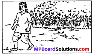 Class 6 Sanskrit Ch 9 Solutions MP Board