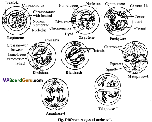 MP Board Class 11th Biology Important Questions Chapter 10 Cell Cycle and Cell Division 10