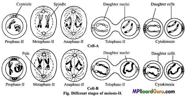 MP Board Class 11th Biology Important Questions Chapter 10 Cell Cycle and Cell Division 11
