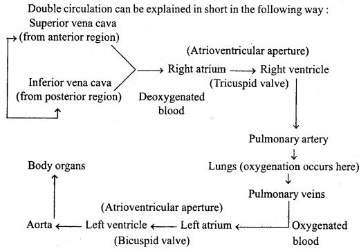MP Board Class 11th Biology Important Questions Chapter 18 Body Fluids and Circulation 8
