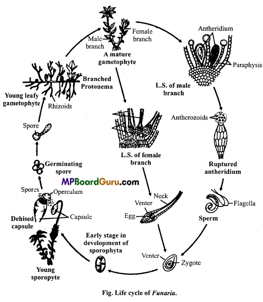 MP Board Class 11th Biology Important Questions Chapter 3 Plant Kingdom Important 3