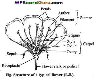 MP Board Class 11th Biology Important Questions Chapter 5 Morphology of Flowering Plants 11
