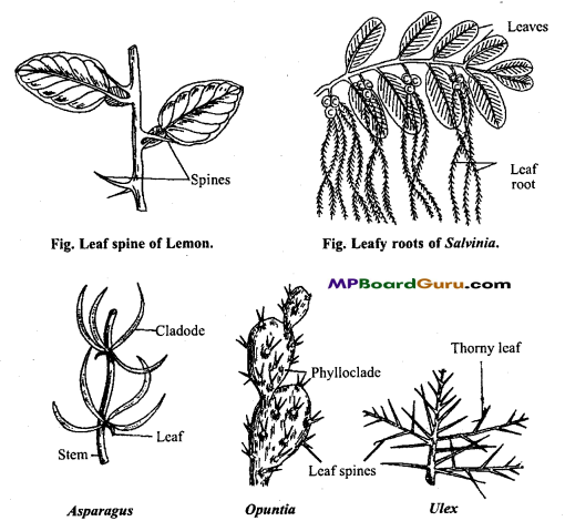 MP Board Class 11th Biology Important Questions Chapter 5 Morphology of Flowering Plants 14