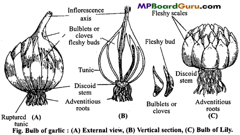 MP Board Class 11th Biology Important Questions Chapter 5 Morphology of Flowering Plants 27