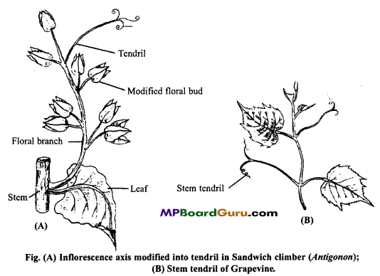 MP Board Class 11th Biology Important Questions Chapter 5 Morphology of Flowering Plants 29