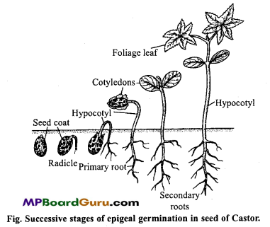 MP Board Class 11th Biology Important Questions Chapter 5 Morphology of Flowering Plants 35