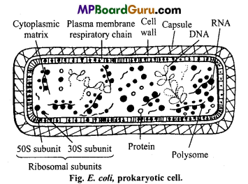 MP Board Class 11th Biology Important Questions Chapter 8 Cell The Unit of Life 2