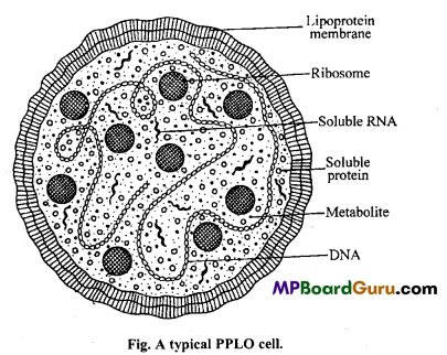 MP Board Class 11th Biology Important Questions Chapter 8 Cell The Unit of Life 3