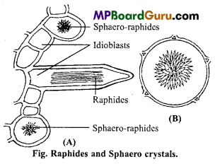 MP Board Class 11th Biology Important Questions Chapter 8 Cell The Unit of Life 4