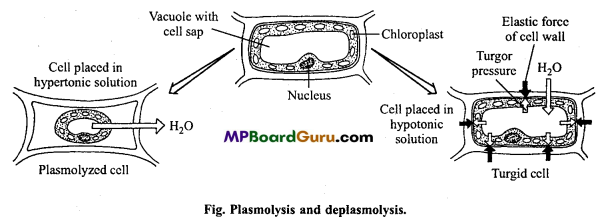 MP Board Class 11th Biology Important Questions Chapter 8 Cell The Unit of Life 5