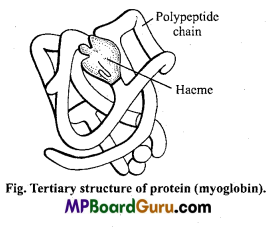 MP Board Class 11th Biology Important Questions Chapter 9 Biomolecules 13